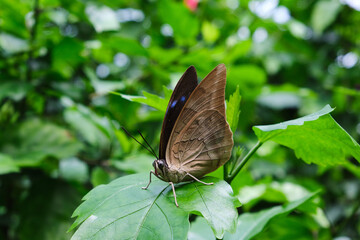 butterfly on leaf