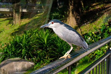 Black-crowned night heron portrait in city park