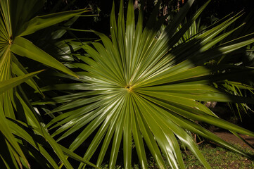 Fototapeta premium The cabbage tree palm, an edible plant also used for medicinal purposes. 