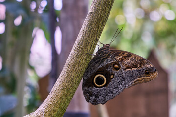 butterfly on leaf