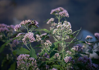 bee on a flower with bokeh background