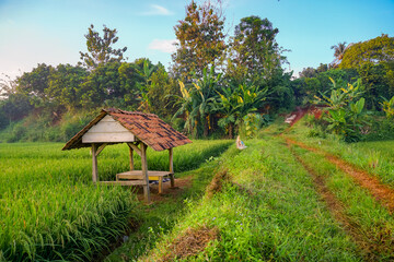 Small huts in the rice fields, beautiful view on the village