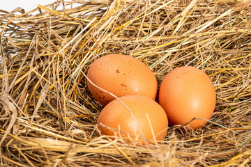 fresh chicken brown eggs in a nest of hay close-up © Fukume