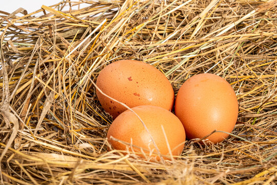 fresh chicken brown eggs in a nest of hay close-up
