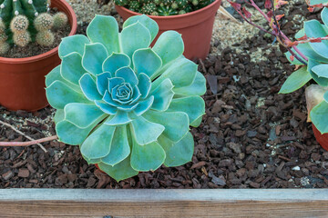 echeveria plant potted on pine bark