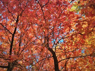 Automn trees - 2016 - Bois de Boulogne, Paris, France