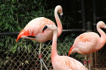 Fototapeta na wymiar pink flamingo in the zoo
