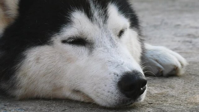 close up Dog face Siberian breed lying during daytime.