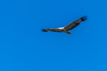 A White-bellied Sea-Eagle Flying High