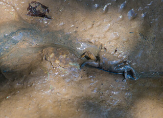 Crab in its habitat