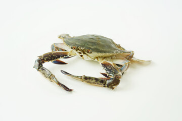 Fresh Crab isolated on white background,Seafood crab on ice