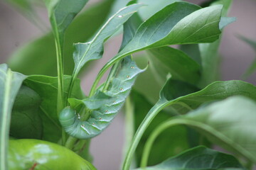 Obraz premium close up of a plant