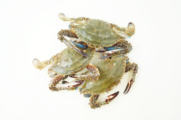 Fresh Crab isolated on white background,Seafood crab on ice