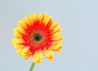 Gerbera flower with yellow-red petals