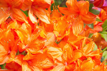 Orange azalea flower with stamens