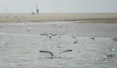 Möwenschwarm Strand St. Peter-Ording