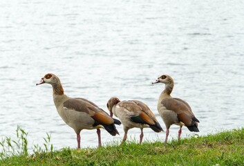 Nilgänse am Main 