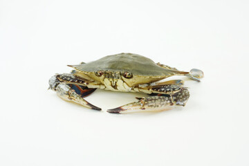 Fresh Crab isolated on white background,Seafood crab on ice