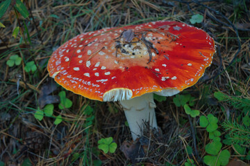Poisonous Amanita muscaria mushrooms grow up in a autumn forest.