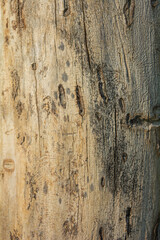 Trunk of dead tree without bark with traces of beetles. Natural wooden surface