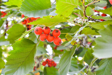 Ripe bright red hawthorn berry on branches with green leaves