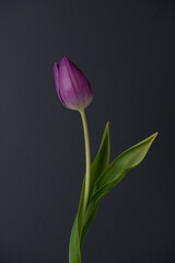 single purple tulip centered on grey background 