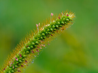 エノコログサの花