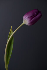 Single purple tulip leaning to right on grey background