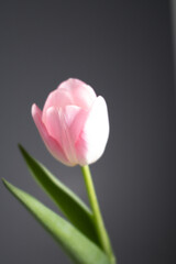 Single pink tulip on centered grey background close up 