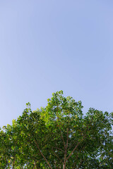 Cielo celeste, sin nubes, con árbol verde.