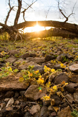 Plants growing in cracked earth. 