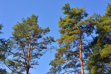 Pine trees on a sunny day.