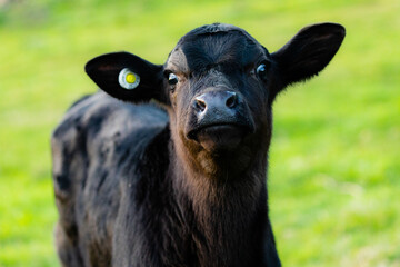 Fototapeta premium Young 3 day old calf smells the air 