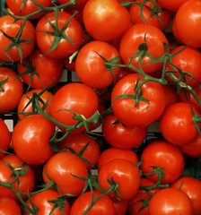 tomatoes on sale, in a store,