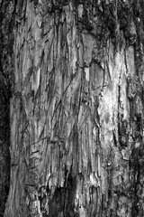 Stripped tree bark.