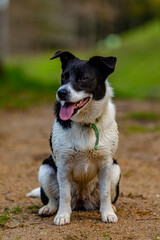 Companion dog sitting at the dog park.