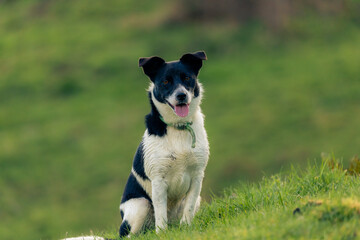 border collie puppy