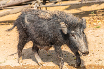Ranthambhore National Park, Rasjasthan. India