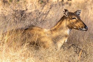 Ranthambhore National Park, Rasjasthan. India