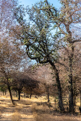 Ranthambhore National Park, Rasjasthan. India