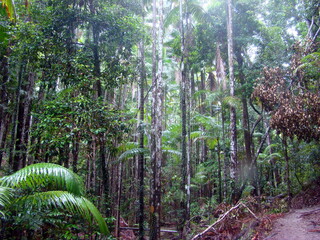 australia jungle