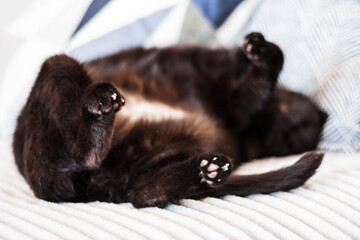 black cat sleeping on its back on gray sofa with decorative pillows, selective soft focus.