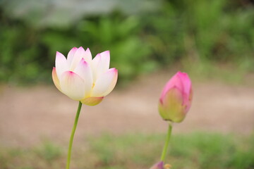 Obraz na płótnie Canvas pink lotus in the pond