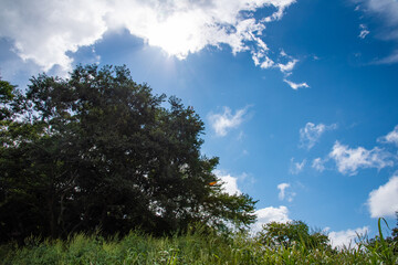 Obraz premium 青空