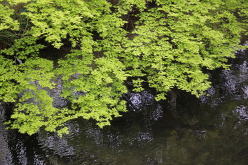 大分県湯布院の新緑のモミジ