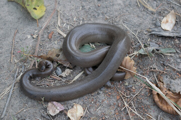 Rubber Boa snake in woods 