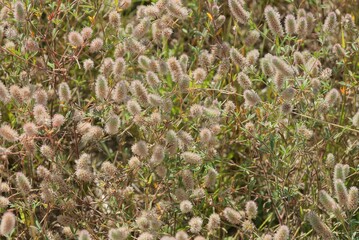 natural texture with wild green plants and gray fluffy buds in the field