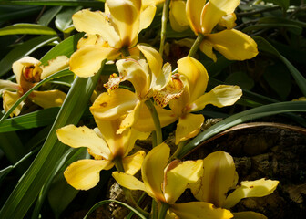 Obraz premium Tropical flora. Closeup view of beautiful orchid flowers of yellow petals blooming in the garden.
