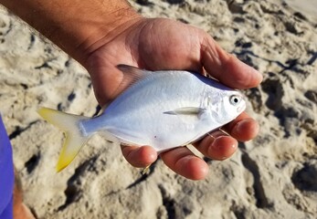 Holding a small pompano fish