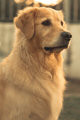 portrait natural golden retriever dog